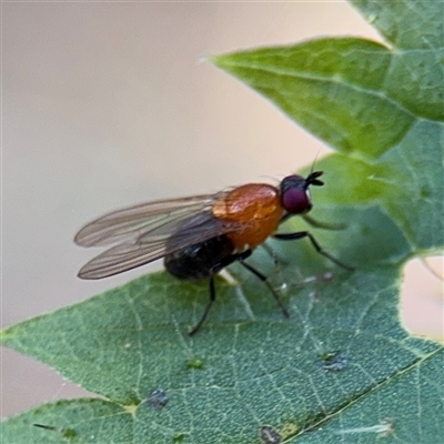 Sapromyza sp. (genus) (A lauxaniid fly) at Lilli Pilli, NSW - 30 Sep 2024 by Hejor1