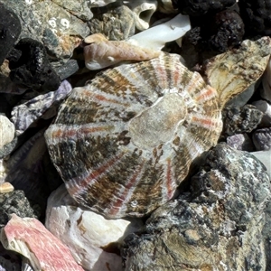 Cellana tramoserica at Benandarah, NSW - 30 Sep 2024