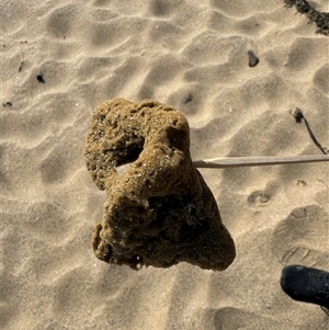 PORIFERA (phylum) at Benandarah, NSW - 30 Sep 2024