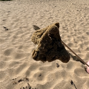 PORIFERA (phylum) at Benandarah, NSW - 30 Sep 2024 02:02 PM