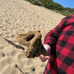 PORIFERA (phylum) at Benandarah, NSW - 30 Sep 2024