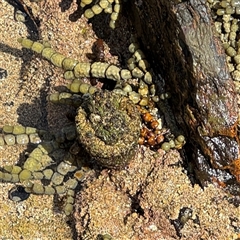 Pyura stolonifera (Cunjevoi) at Benandarah, NSW - 30 Sep 2024 by Hejor1