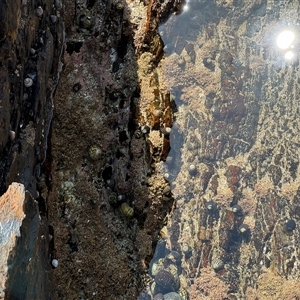 Pyura stolonifera at Benandarah, NSW - 30 Sep 2024