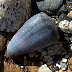 Conus papilliferus at Benandarah, NSW - 30 Sep 2024