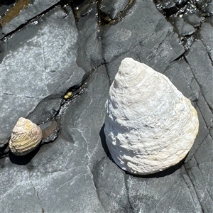 Astralium tentoriiformis at Denhams Beach, NSW - 30 Sep 2024