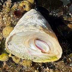 Astralium tentoriiformis at Denhams Beach, NSW - 30 Sep 2024