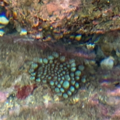 Plesiastrea versipora (Small Knob Coral) at Benandarah, NSW - 30 Sep 2024 by Hejor1