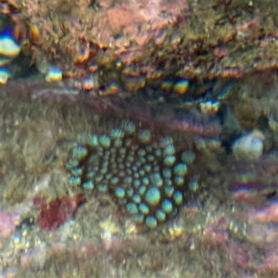 Plesiastrea versipora (Small Knob Coral) at Benandarah, NSW - 30 Sep 2024 by Hejor1