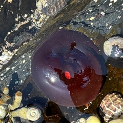 Actinia tenebrosa (Red Waratah Anemone) at Benandarah, NSW - 30 Sep 2024 by Hejor1