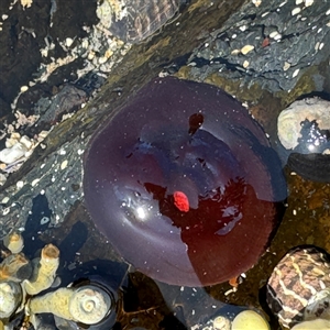 Actinia tenebrosa at Benandarah, NSW - 30 Sep 2024