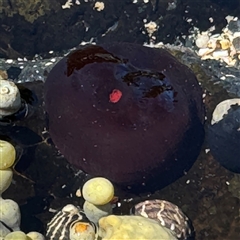 Actinia tenebrosa at Benandarah, NSW - 30 Sep 2024