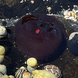 Actinia tenebrosa at Benandarah, NSW - 30 Sep 2024