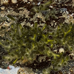 Codium fragile at Benandarah, NSW - 30 Sep 2024 by Hejor1