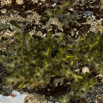 Codium fragile at Benandarah, NSW - 30 Sep 2024 by Hejor1