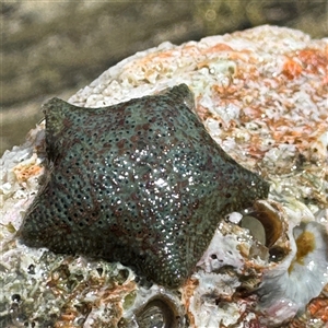 Parvulastra exigua at Benandarah, NSW - 30 Sep 2024 12:01 PM