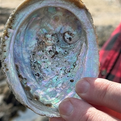 Haliotis rubra rubra (Blacklip Abalone) at Benandarah, NSW - 30 Sep 2024 by Hejor1