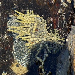 Hormosira banksii at Benandarah, NSW - 30 Sep 2024 by Hejor1