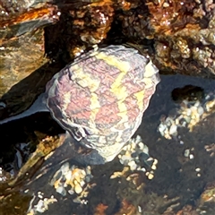 Austrocochlea porcata at Benandarah, NSW - 30 Sep 2024