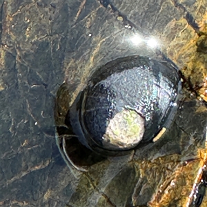 Nerita melanotragus at Benandarah, NSW - 30 Sep 2024