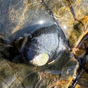 Nerita melanotragus at Benandarah, NSW - 30 Sep 2024