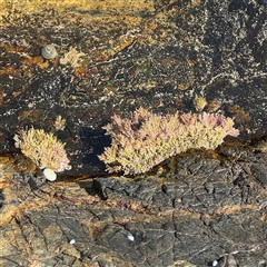 Corallina officinalis at Benandarah, NSW - 30 Sep 2024 by Hejor1