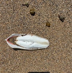 Sepia sp. (genus) (Cuttlefish) at Benandarah, NSW - 30 Sep 2024 by Hejor1