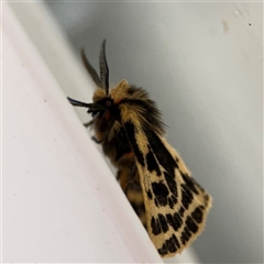 Ardices curvata (Crimson Tiger Moth) at Surf Beach, NSW - 29 Sep 2024 by Hejor1