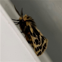 Ardices curvata at Surf Beach, NSW - 29 Sep 2024