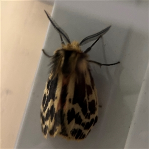 Ardices curvata at Surf Beach, NSW - 29 Sep 2024