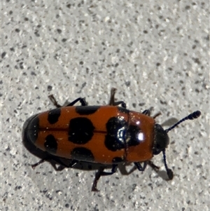 Episcaphula australis at Surf Beach, NSW - 29 Sep 2024 10:06 PM