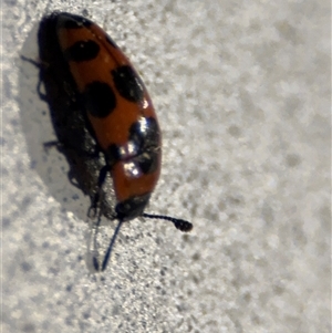 Episcaphula australis at Surf Beach, NSW - 29 Sep 2024 10:06 PM