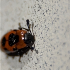 Episcaphula australis at Surf Beach, NSW - 29 Sep 2024 10:06 PM