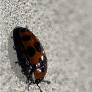 Episcaphula australis at Surf Beach, NSW - 29 Sep 2024 10:06 PM