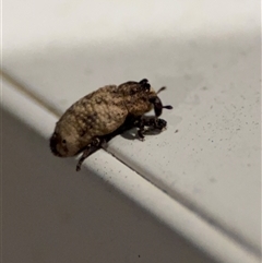 Blepiarda undulata at Surf Beach, NSW - 29 Sep 2024