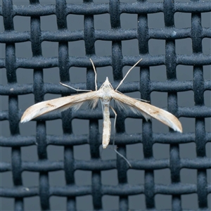 Platyptilia celidotus at Harrison, ACT - 29 Sep 2024