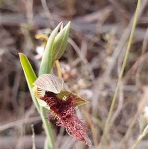 Calochilus platychilus at Yarralumla, ACT - 30 Sep 2024