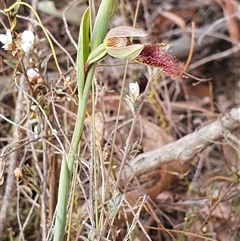 Calochilus platychilus at Yarralumla, ACT - 30 Sep 2024