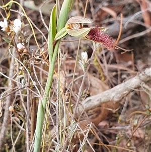 Calochilus platychilus at Yarralumla, ACT - 30 Sep 2024