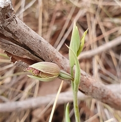 Calochilus platychilus at Yarralumla, ACT - 30 Sep 2024