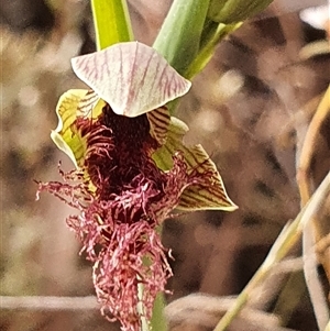 Calochilus platychilus at Yarralumla, ACT - suppressed