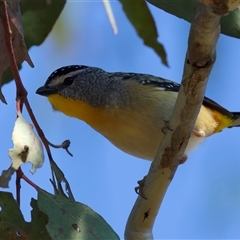 Pardalotus punctatus (Spotted Pardalote) at Ainslie, ACT - 27 Sep 2024 by jb2602