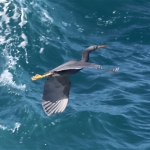 Egretta sacra at Guerilla Bay, NSW - 30 Sep 2024