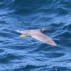 Egretta sacra at Guerilla Bay, NSW - 30 Sep 2024 04:04 PM