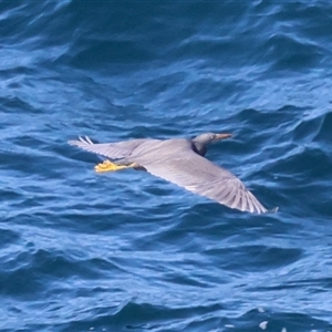 Egretta sacra at Guerilla Bay, NSW - 30 Sep 2024