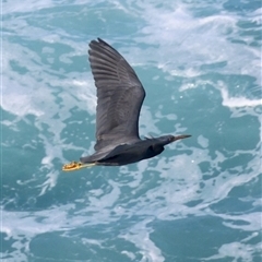 Egretta sacra at Guerilla Bay, NSW - 30 Sep 2024 04:04 PM