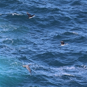 Egretta sacra at Guerilla Bay, NSW - 30 Sep 2024