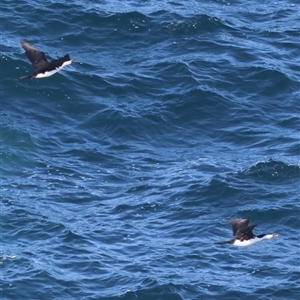 Microcarbo melanoleucos at Guerilla Bay, NSW - 30 Sep 2024