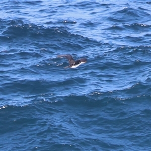 Microcarbo melanoleucos at Guerilla Bay, NSW - 30 Sep 2024