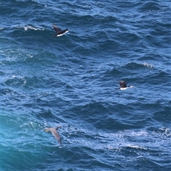 Microcarbo melanoleucos at Guerilla Bay, NSW - 30 Sep 2024