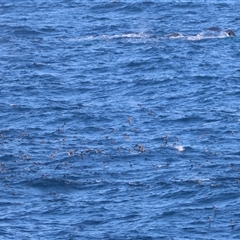 Ardenna tenuirostris at Guerilla Bay, NSW - 30 Sep 2024